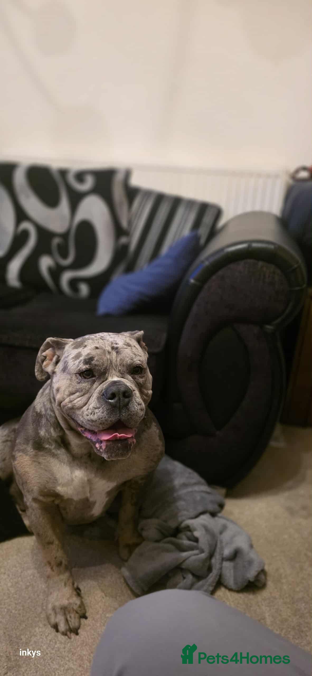 Old Tyme Bulldog dogs Beautiful litter in Leeds - Advert 10