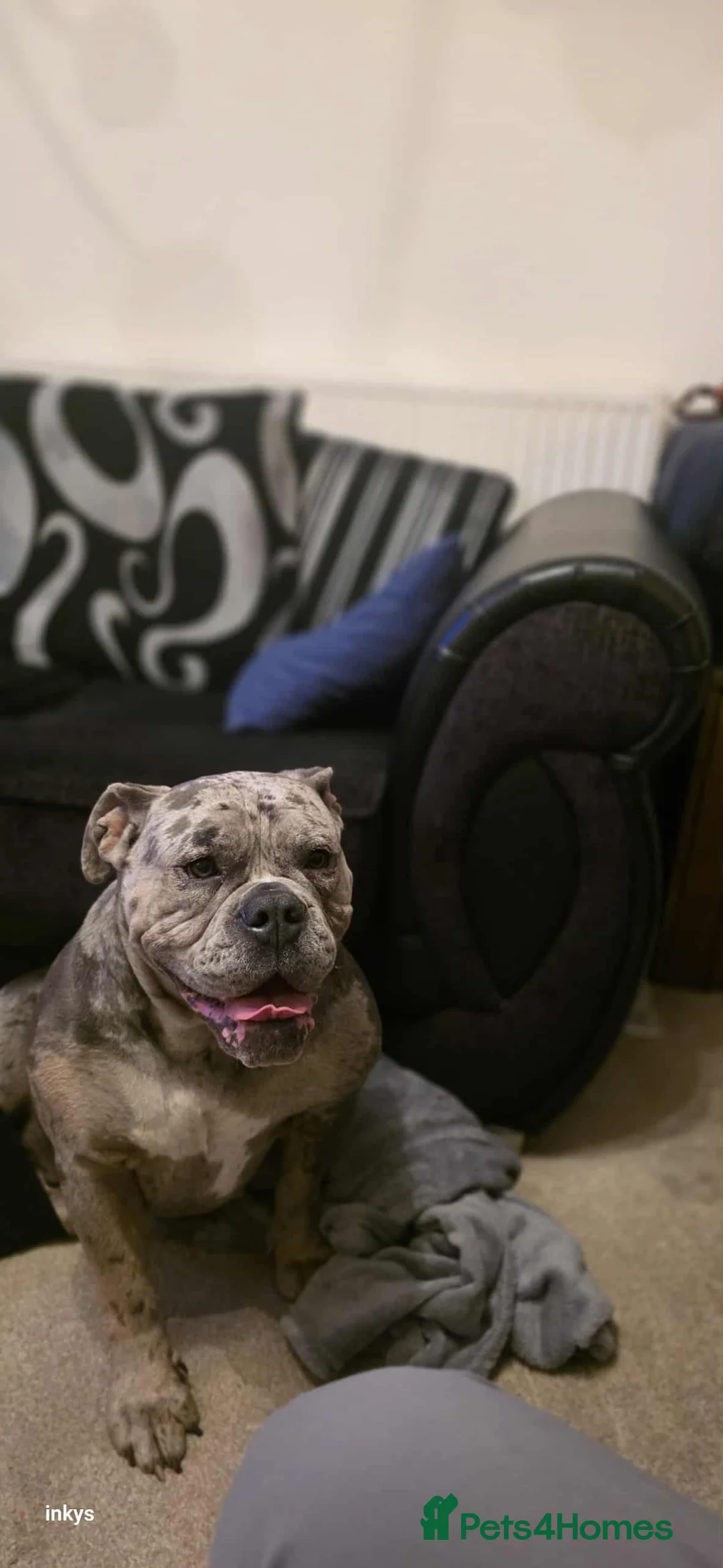 Old Tyme Bulldog dogs for sale: Beautiful litter in Leeds - Advert 1