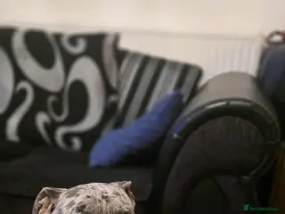 Old Tyme Bulldog dogs Beautiful litter in Leeds - Advert 10