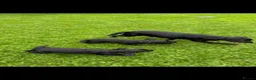 Sprocker dogs for sale: Two Black Sprockers - Advert 20