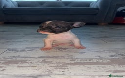 French Bulldog dogs for sale: French bulldog cross pups  - Image 5