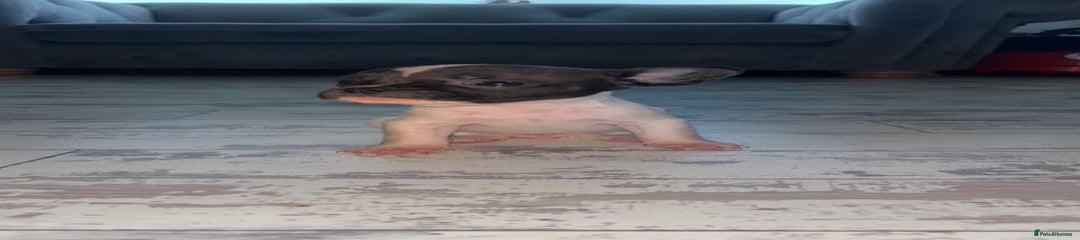 French Bulldog Puppy 3