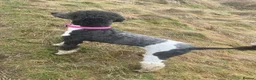 Labradoodle dogs for sale: Labradoodle puppys in Perth - Advert 5