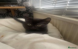 Mixed Breed cats for sale: Gorgeous Cuddly black kitten  - Image 8