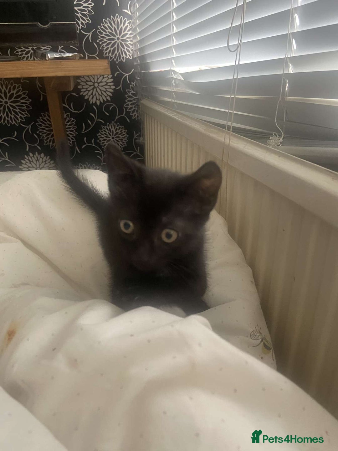 Mixed Breed cats for sale: Gorgeous Cuddly black kitten  - Image 8
