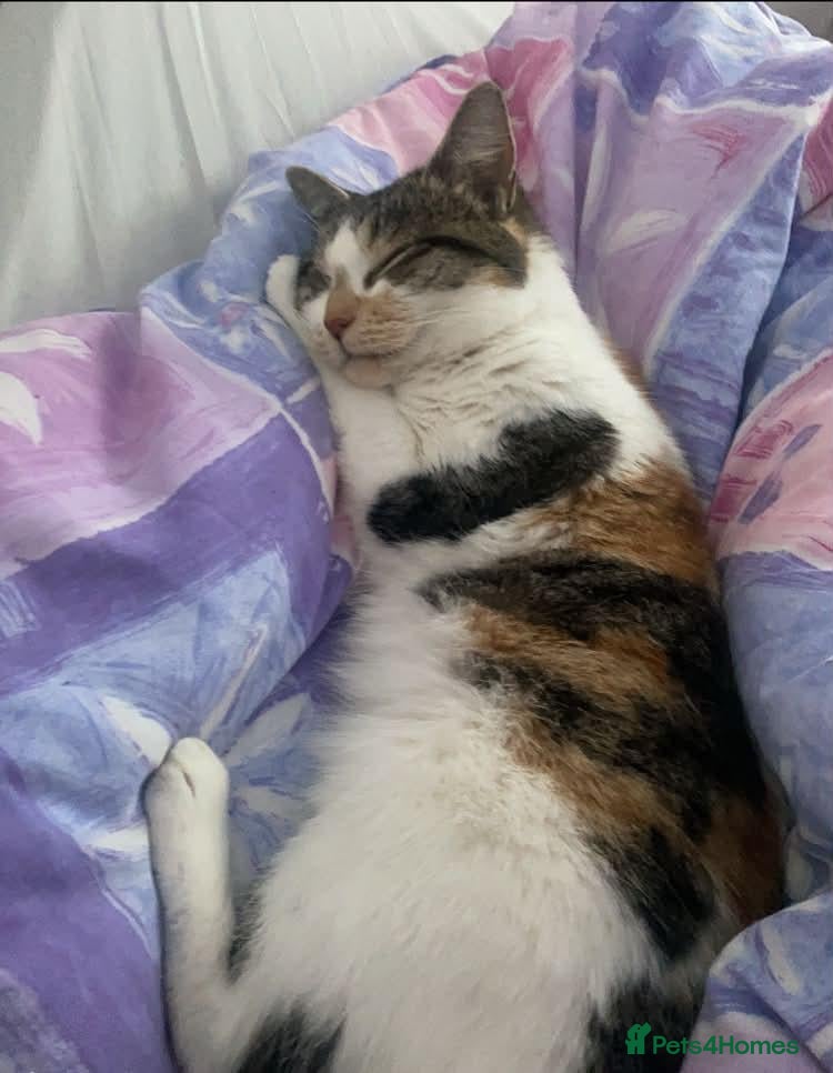 Mixed Breed cats One beautiful girl - Advert 1