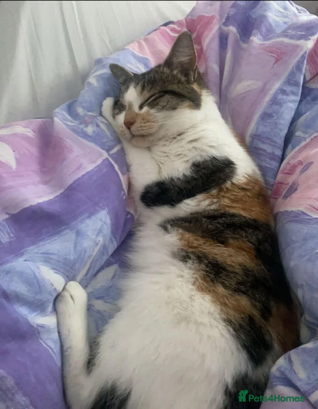 Mixed Breed cats for sale: One beautiful girl - Advert 1