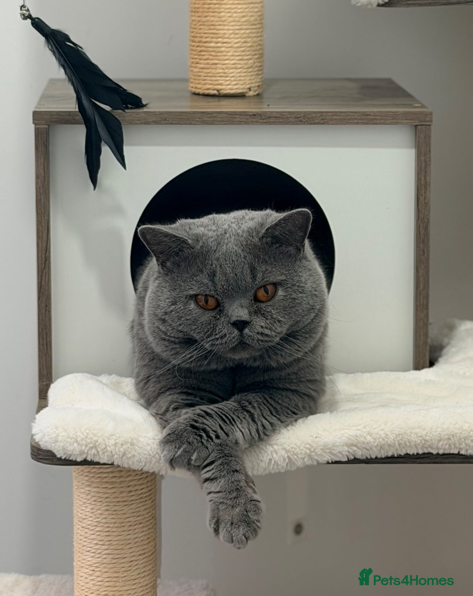 British Shorthair cats British Shorthair Blue Adult Male - Advert 12