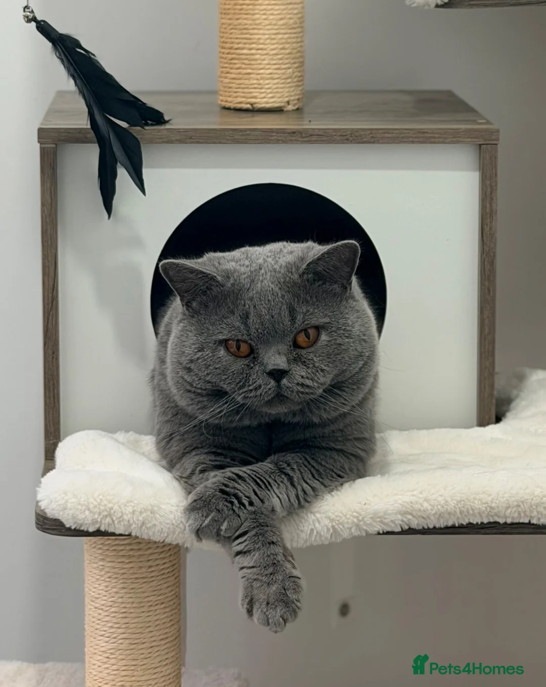 British Shorthair cats for sale: British Shorthair Blue Adult Male - Advert 2
