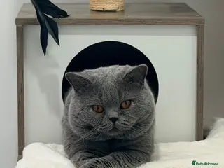 British Shorthair cats British Shorthair Blue Adult Male - Advert 1