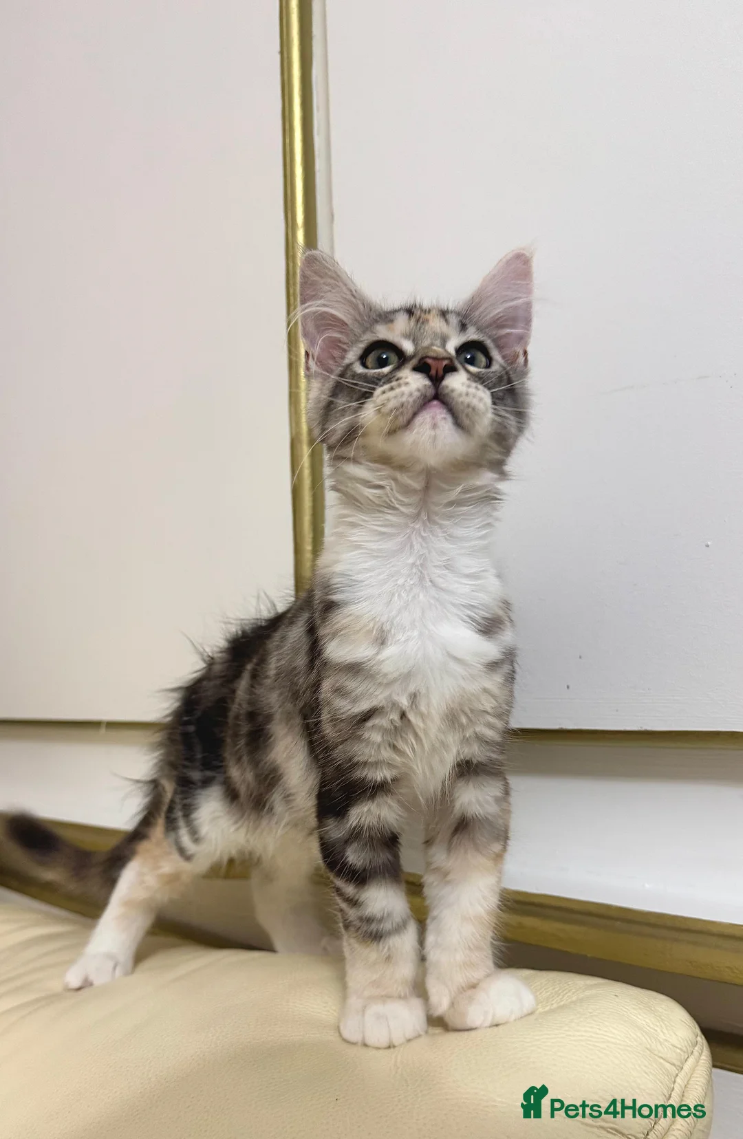 Maine Coon cats for sale: MaineCoonKitten🏆20+gen🧬Outstadning Full Pedigree - Advert 4