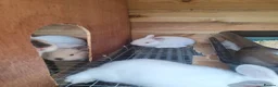 Mixed Breed rabbits for sale: Californian cross New Zealand White Rabbits  - Advert 16