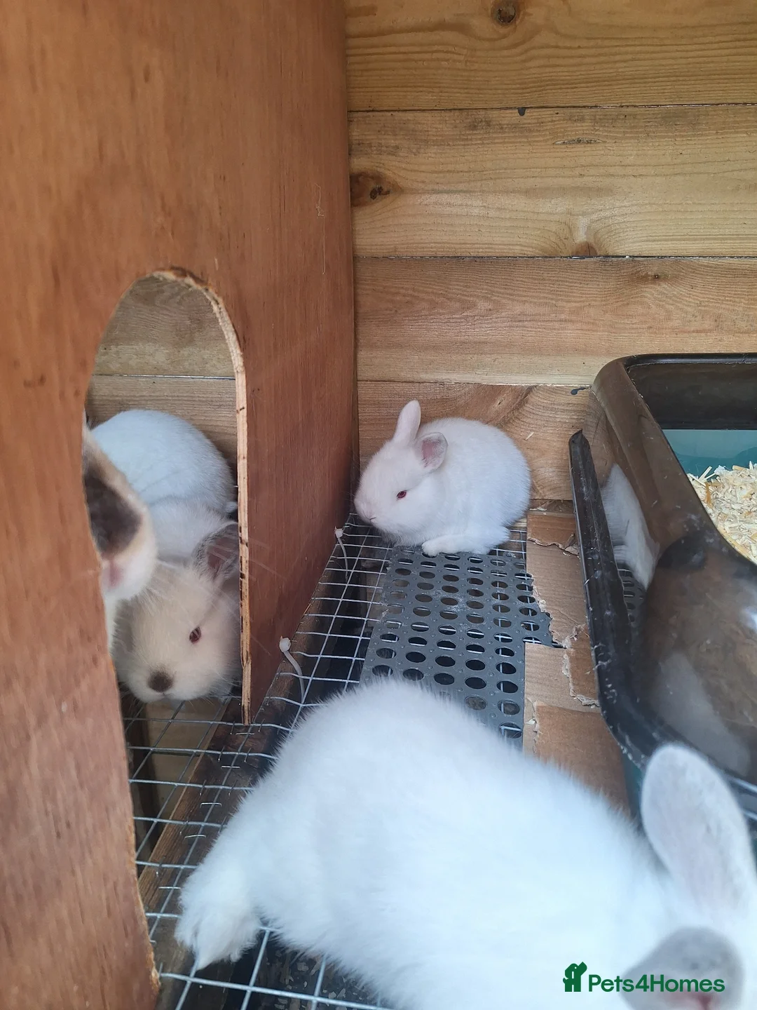 Mixed Breed rabbits for sale: Californian cross New Zealand White Rabbits  - Advert 16