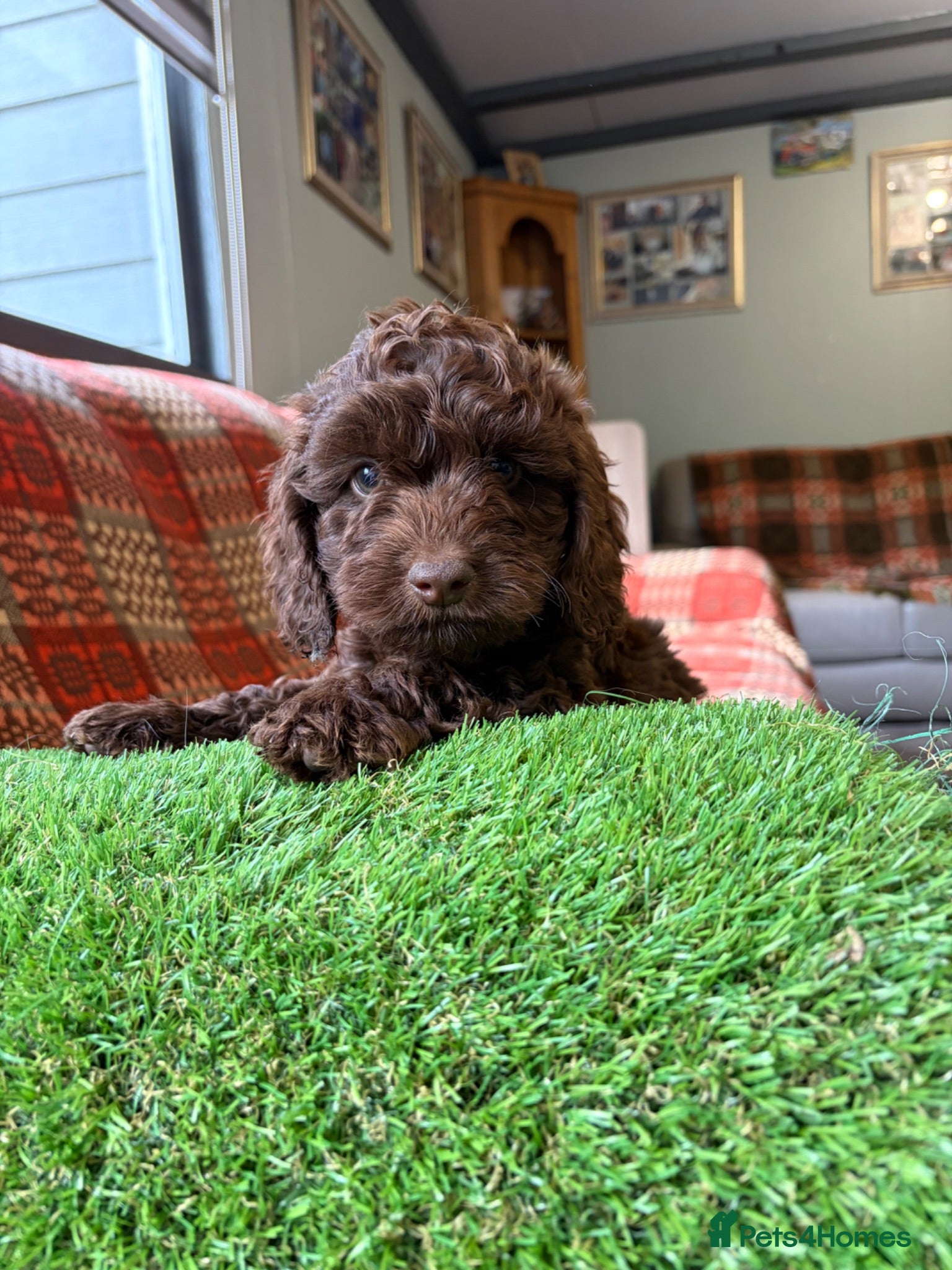 Cockapoo dogs Genetic clear cockapoo puppies - Advert 1