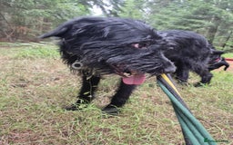 Mixed Breed dogs for adoption: Micky - Norwich Norfolk  - Image 4