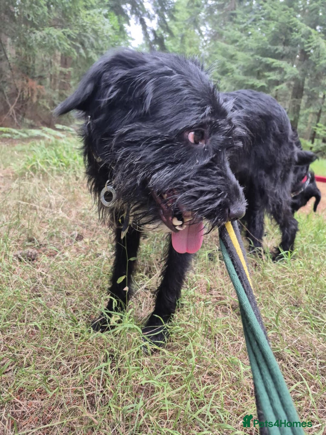 Mixed Breed dogs for adoption: Micky - Norwich Norfolk  - Image 4