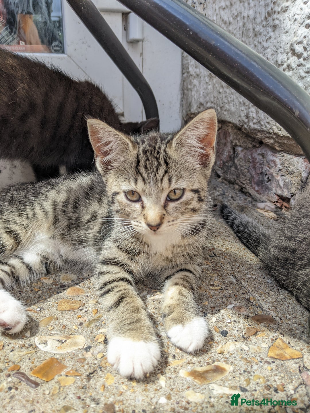 Mixed Breed cats for sale: Bigger kittens for rehoming - Image 6