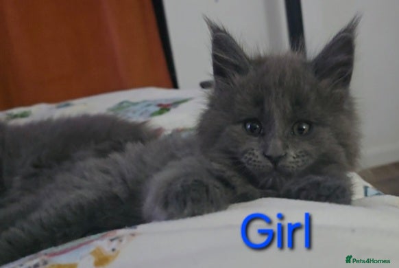 Maine Coon cats Maine coon kittens  - Advert 16