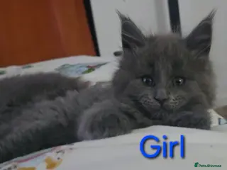 Maine Coon cats Maine coon kittens - Advert 16