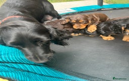 Cocker Spaniel dogs for sale: Miniature working Cocker spaniel puppies for sale - Image 7