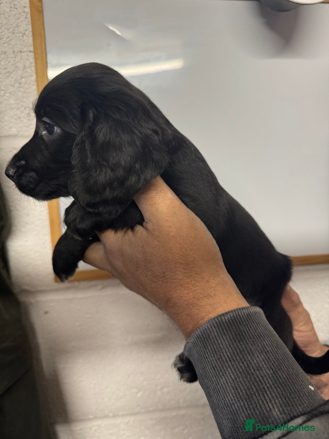Sprocker dogs for sale: Sprocker Spaniel Pups- Ready To Go - Image 13