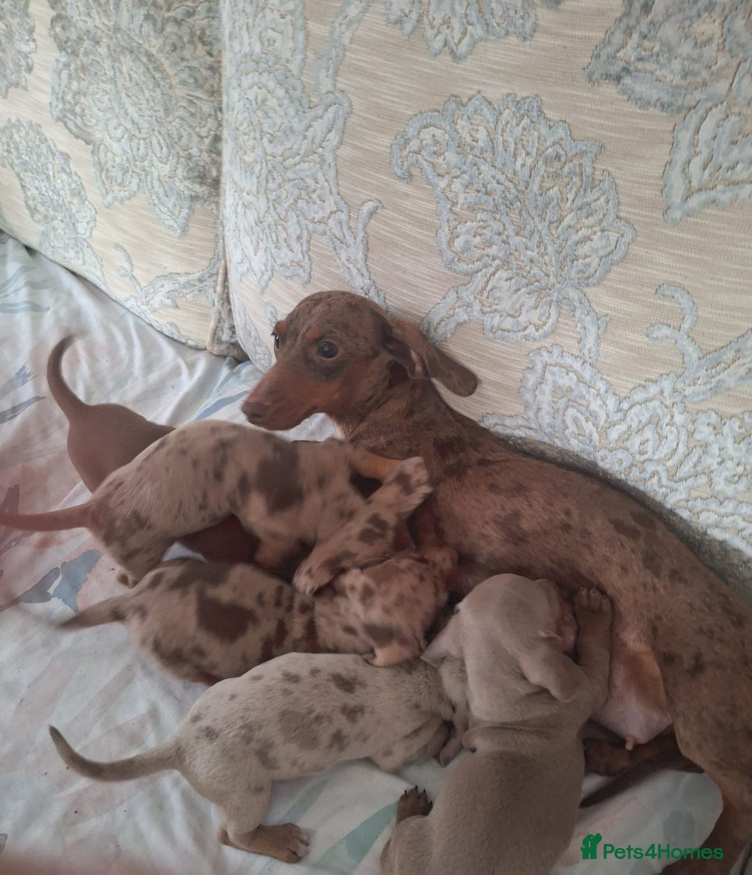 Miniature Dachshund dogs for sale: 5 miniature dachshund - Image 23