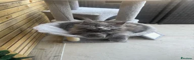 Maine Coon Kitten 2