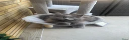 Maine Coon cats for sale: READY NOW mainecoon kittens  - Advert 14