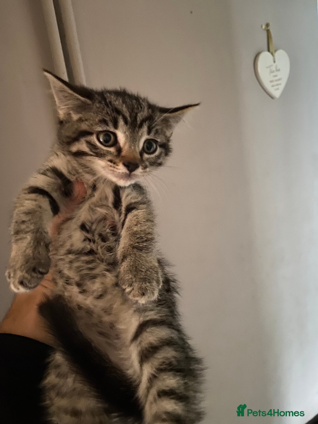 Mixed Breed cats for sale: Two female kittens read description - Advert 13