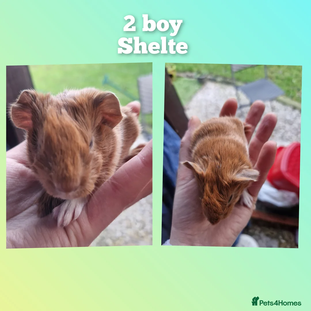 Guinea Pig rodents for sale: 3 handsome boys / ready 24th march 26 - Advert 6