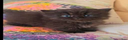 Persian cats for sale: Pedigree Minuet Persian kittens - Advert 6