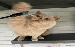 British Shorthair cats for stud: 💙 RARE COLOUR STUDS GCCF & TICA EAST MIDLANDS  in Derby - Image 7