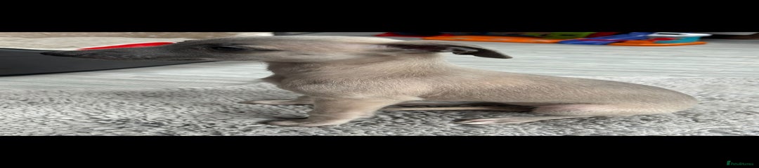 Whippet Puppy 4