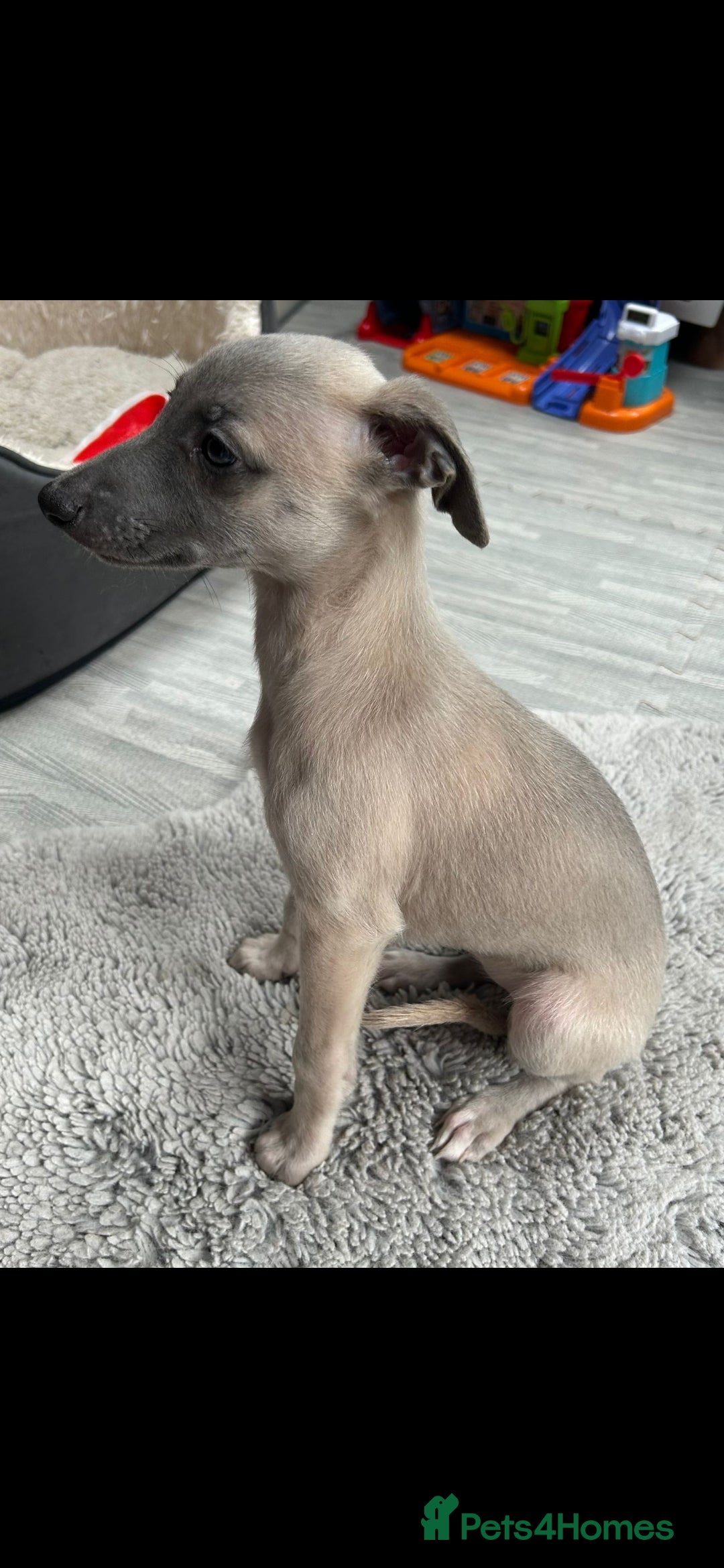Whippet dogs for sale: Full kc registered whippets  - Image 14