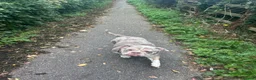 Old Tyme Bulldog dogs for sale: Female old Tyme bulldog  in Royston - Advert 2