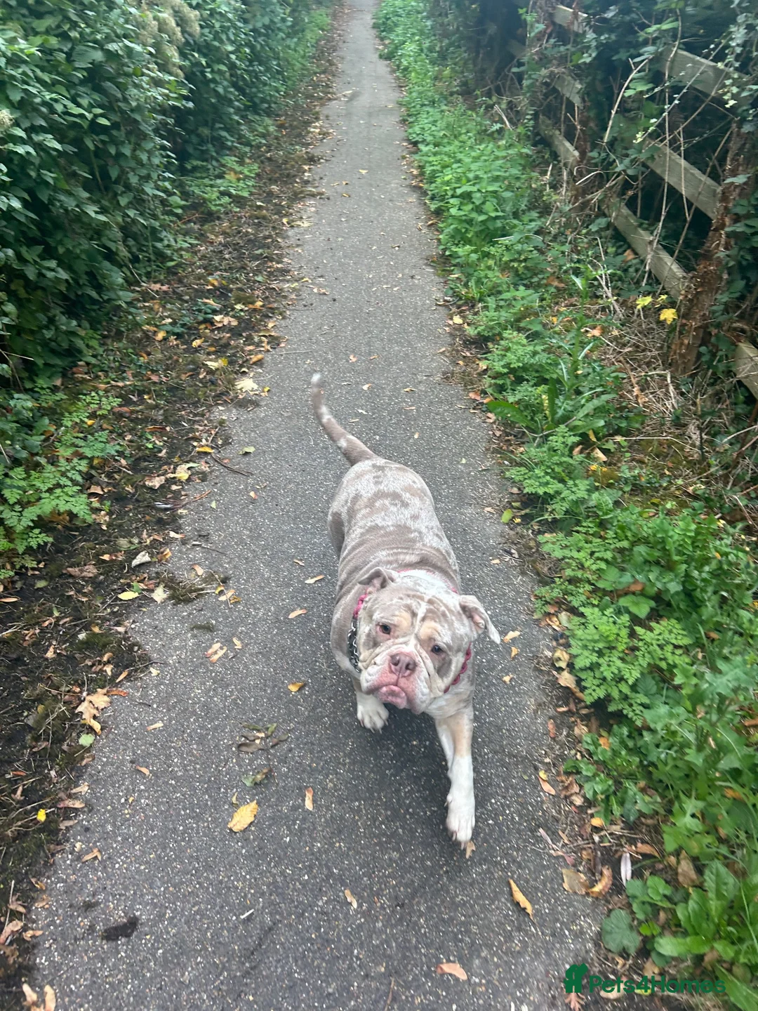 Old Tyme Bulldog dogs for sale: Female old Tyme bulldog  in Royston - Advert 2