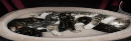 American Shorthair cats for sale: Mixed litter  - Advert 2