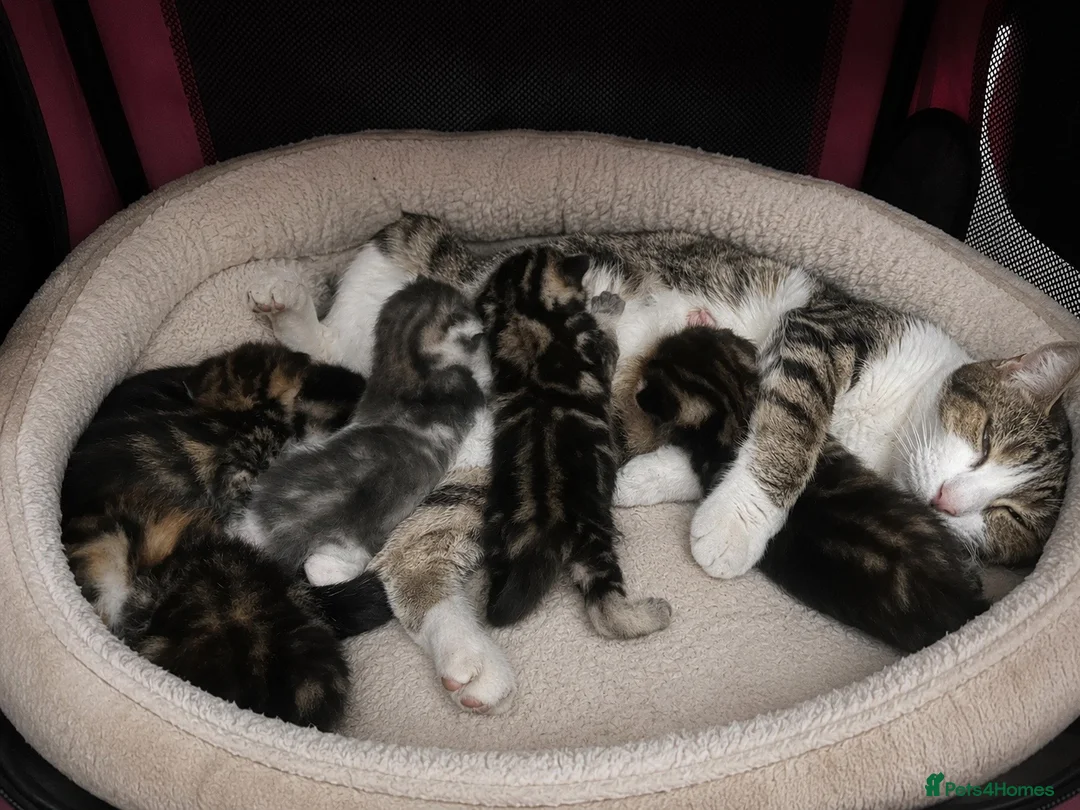 American Shorthair cats for sale: Mixed litter  - Advert 2