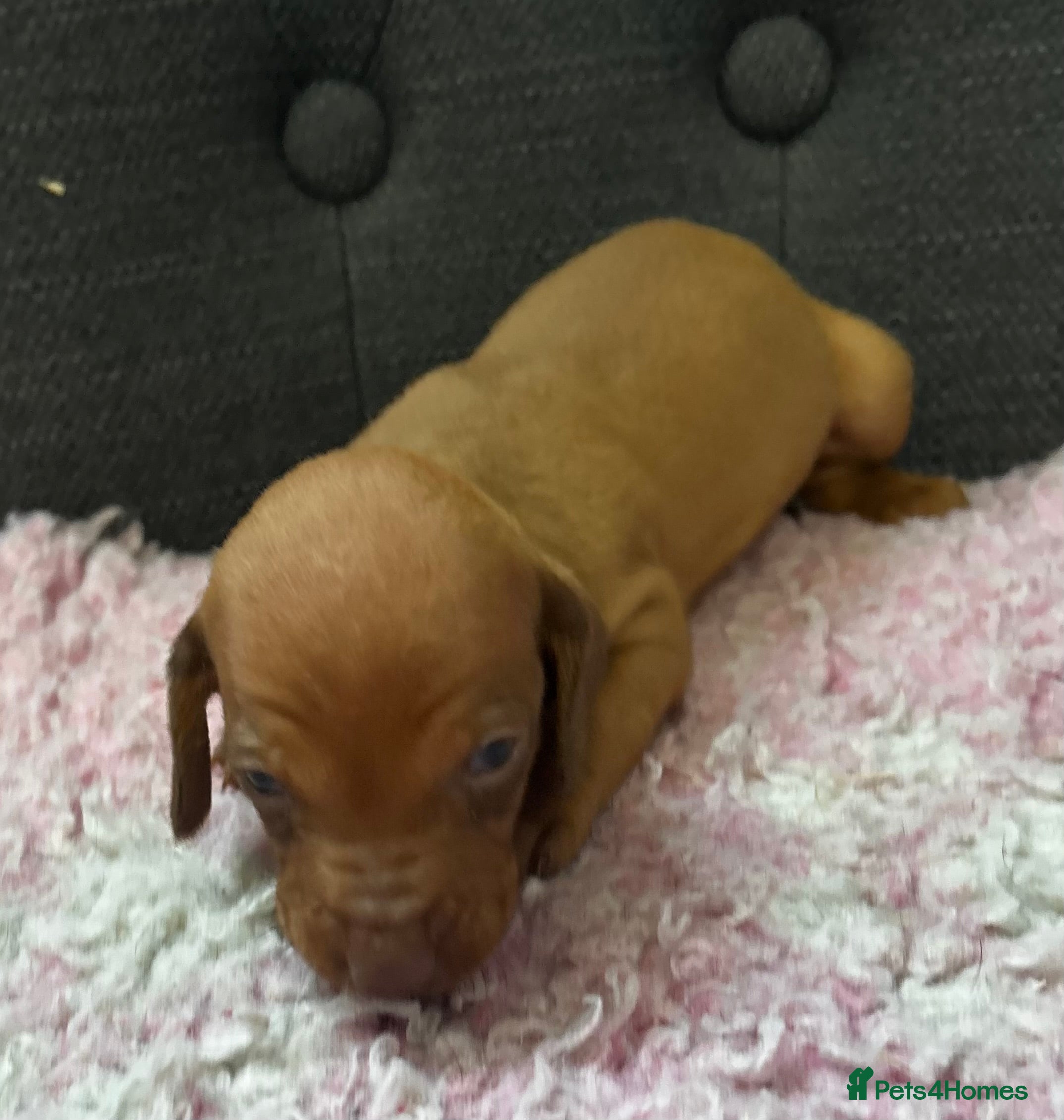Dachshund dogs QUALITY KC STANDARD SMOOTH DAHSHUNDS  - Advert 2