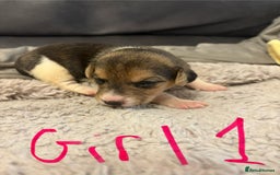Jack Russell dogs for sale: 8 beautiful Jack Russell puppies 5 boys 3 girls - Image 12