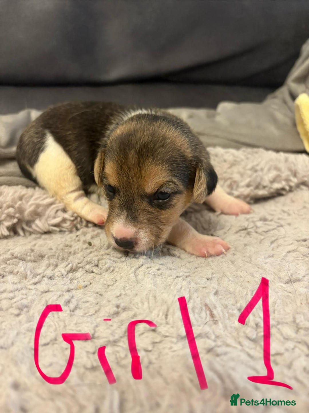 Jack Russell dogs for sale: 8 beautiful Jack Russell puppies 5 boys 3 girls - Image 12