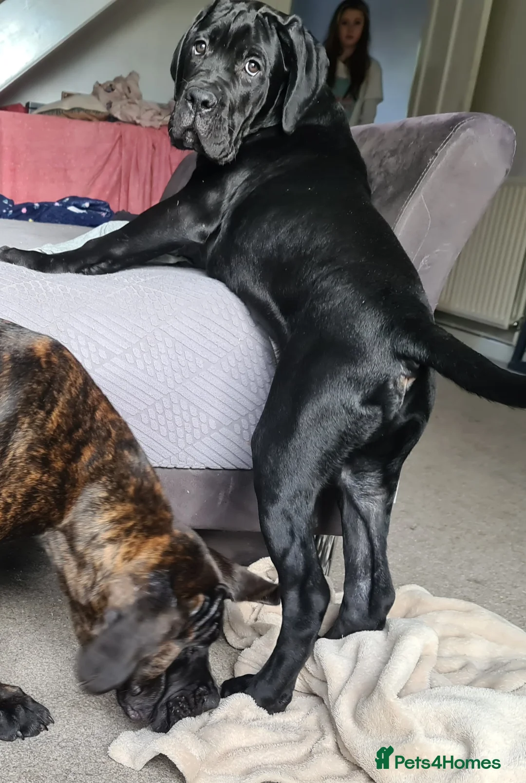 Cane Corso dogs for sale: Beautiful black male Cane Corso puppy - Advert 2