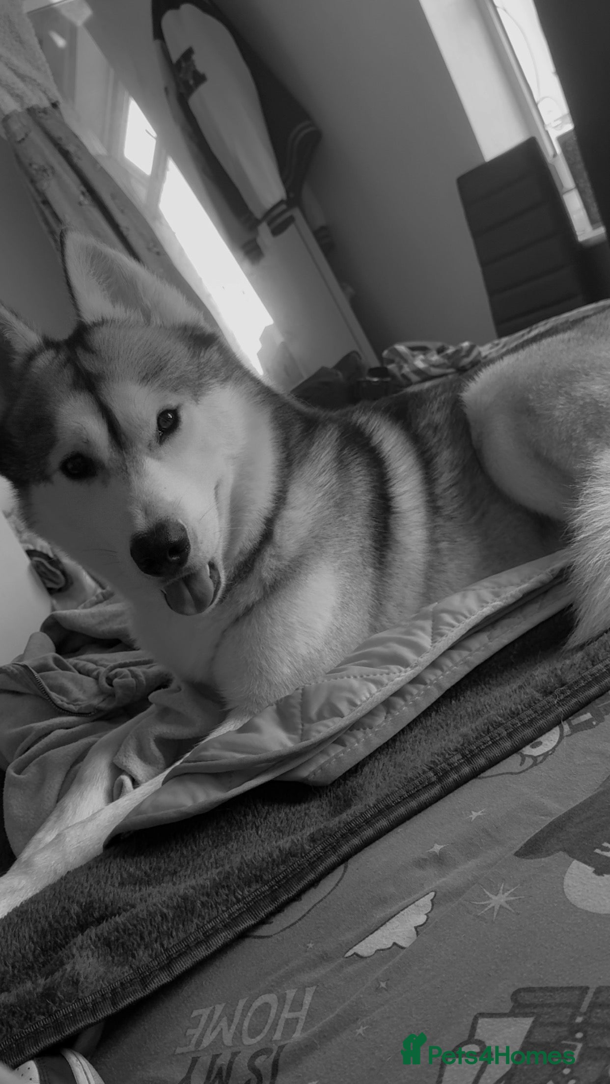 Siberian Husky dogs Look to Stud - Advert 2