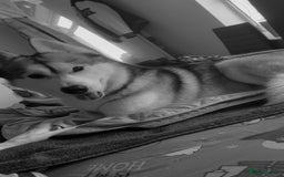 Siberian Husky dogs for stud: Look to Stud - Image 2
