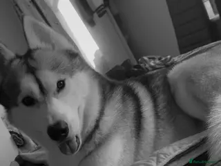 Siberian Husky dogs Look to Stud - Advert 6