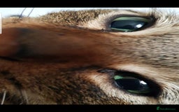 Domestic Shorthair cats for sale: 5 year old Tabby Cat  - Advert 3