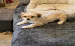 Shih Tzu dogs for sale: Lily For Sale Reluctantly  - Image 4