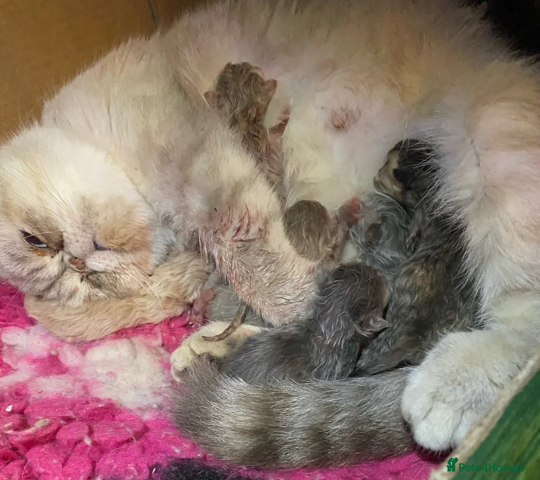 Exotic cats for sale: Lilac Tabby Exotic Boy GCCF registered  - Advert 1