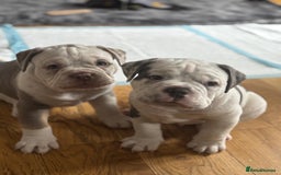 Mixed Breed dogs for sale: Old English x mammutt bulldogs for sale  - Image 5