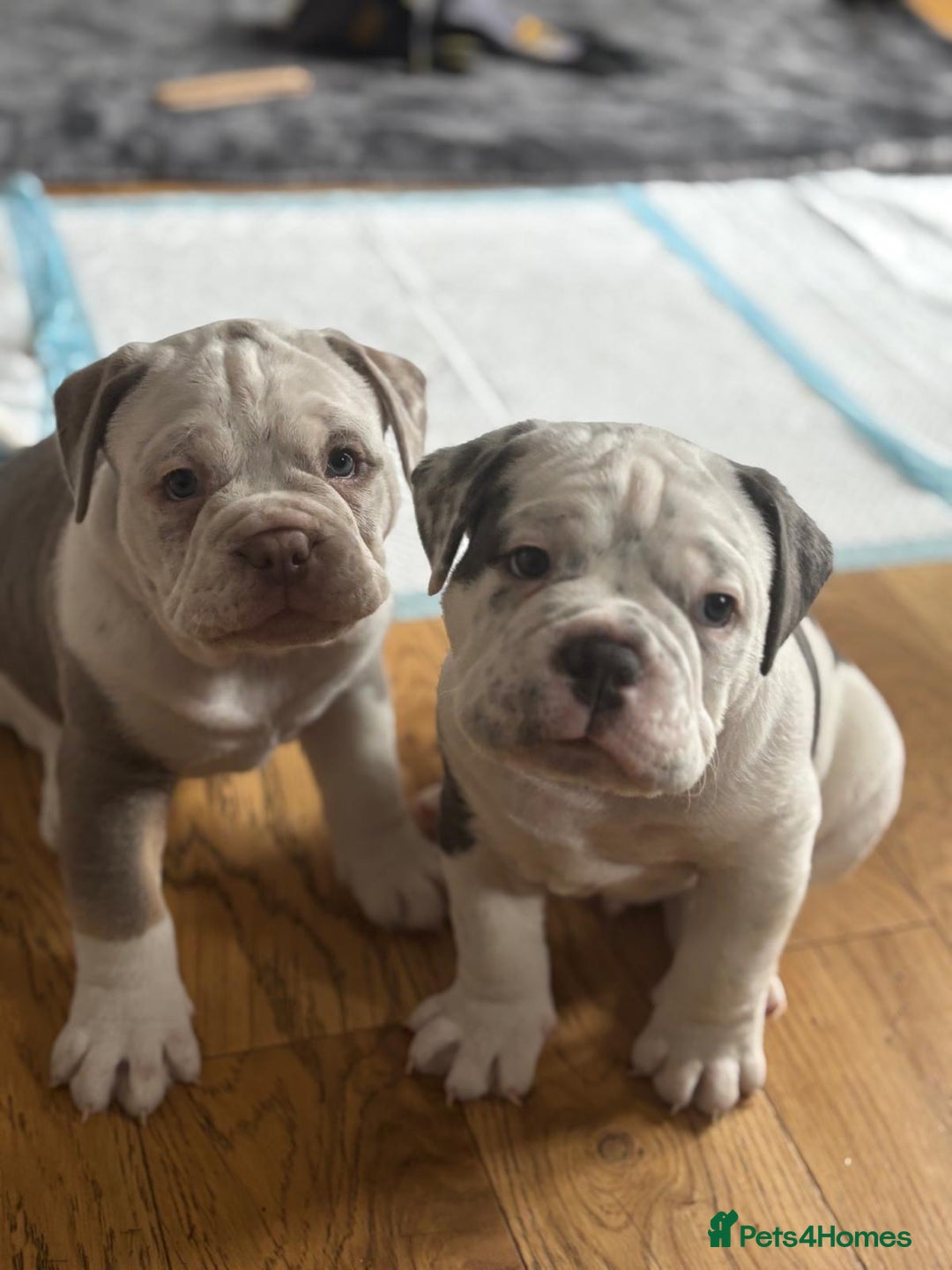 Mixed Breed dogs for sale: Old English x mammutt bulldogs for sale  - Image 5